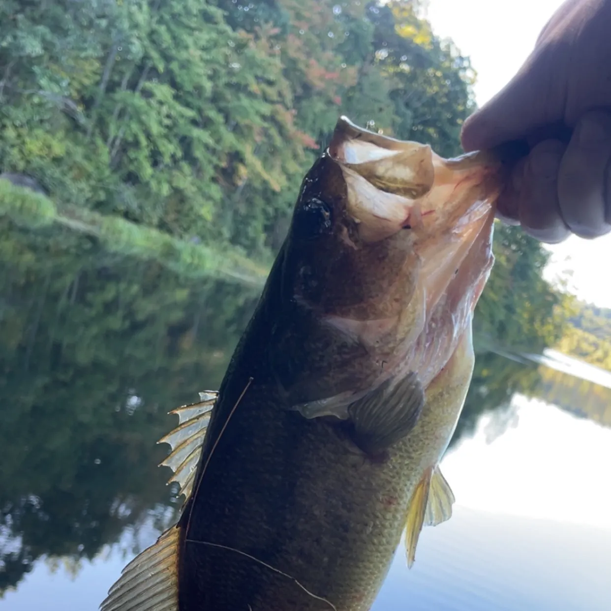 Largemouth bass caught on Fishbrain