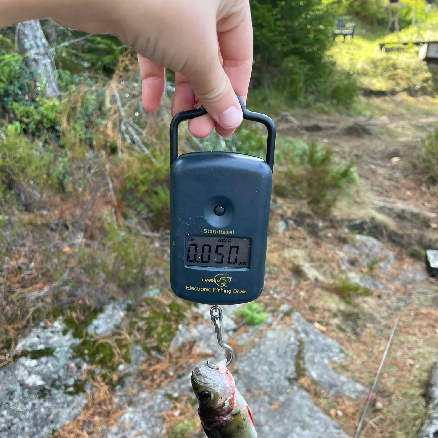 European perch caught on Fishbrain