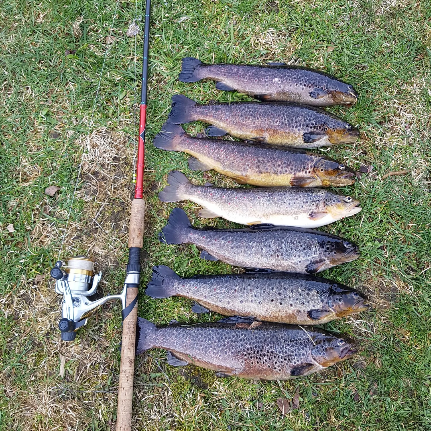 recently logged catches