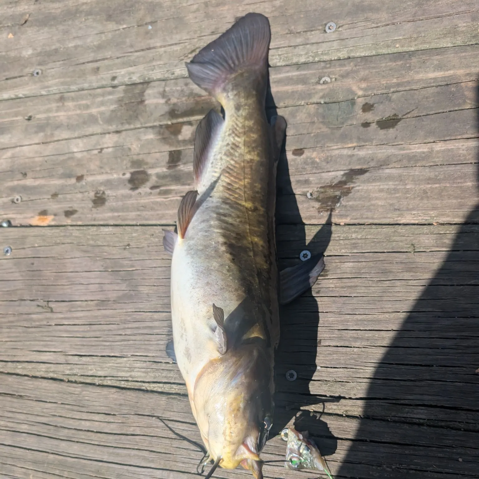 Brown bullhead caught on Fishbrain