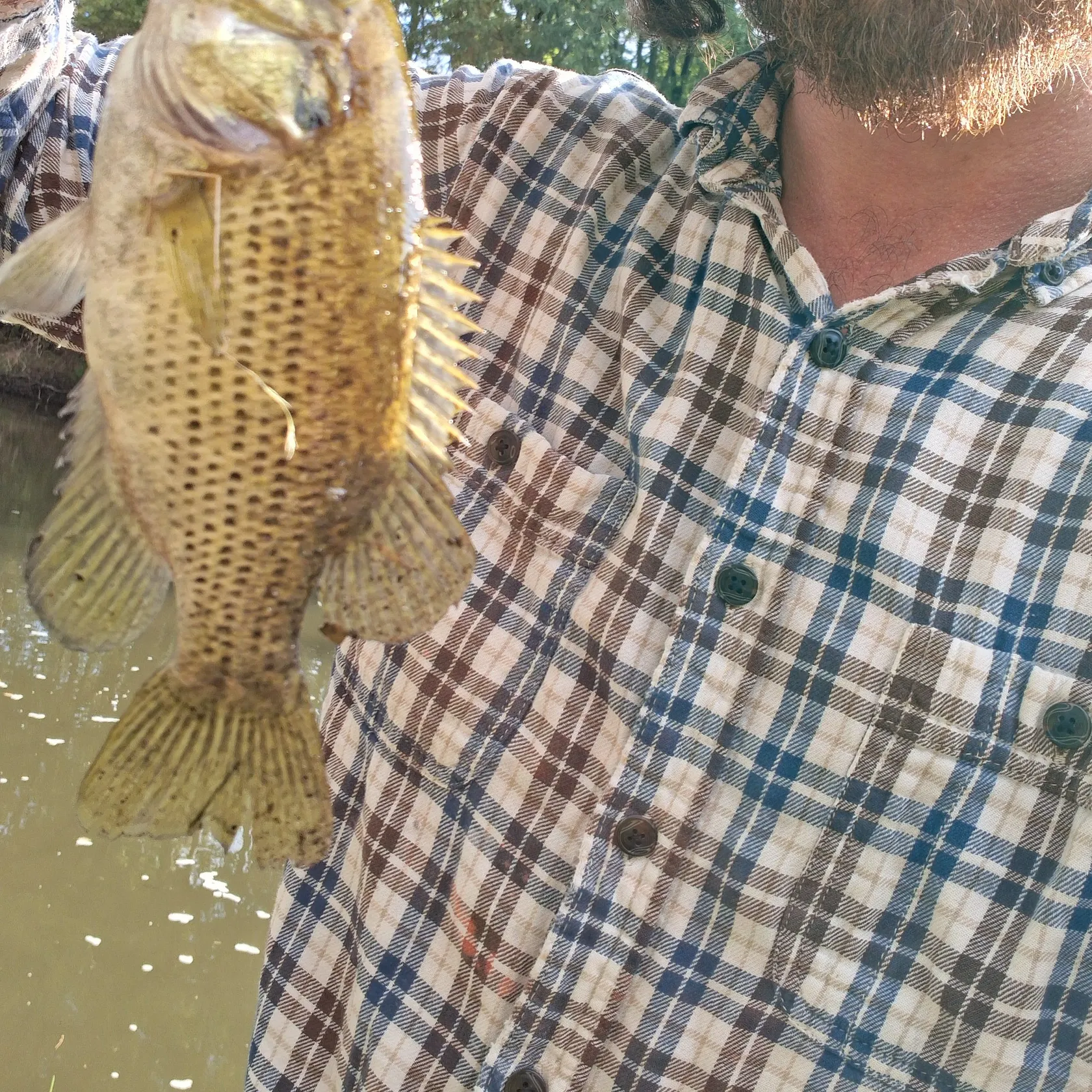 Rock bass caught on Fishbrain