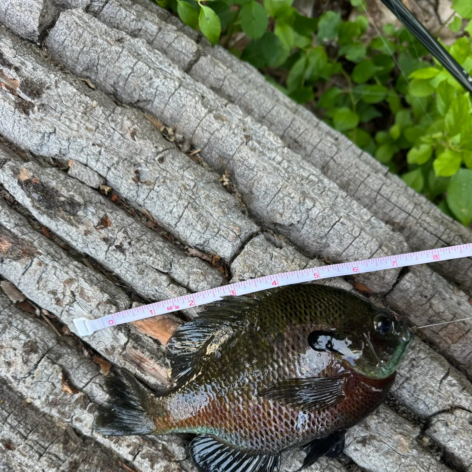 recently logged catches