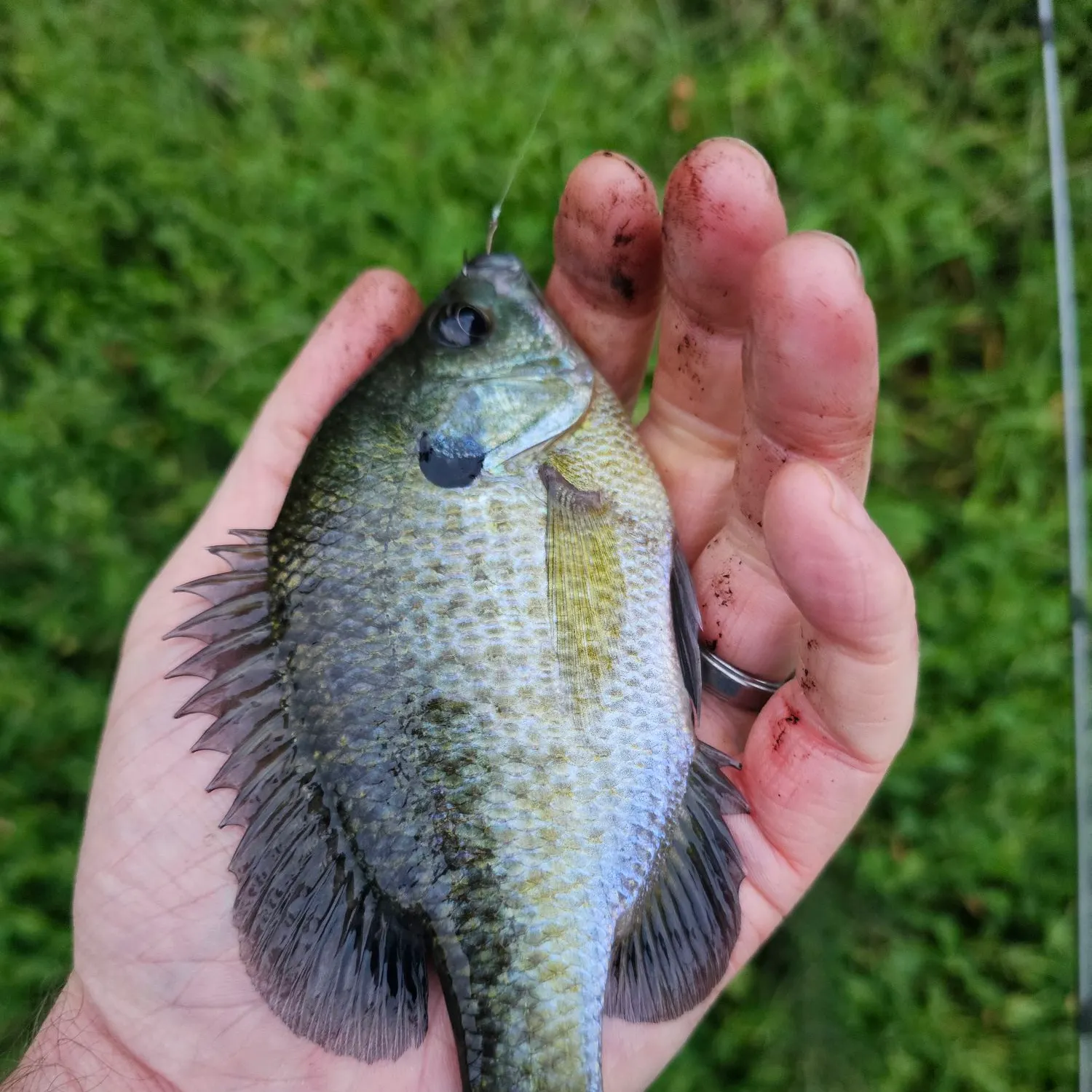 Bluegill caught on Fishbrain