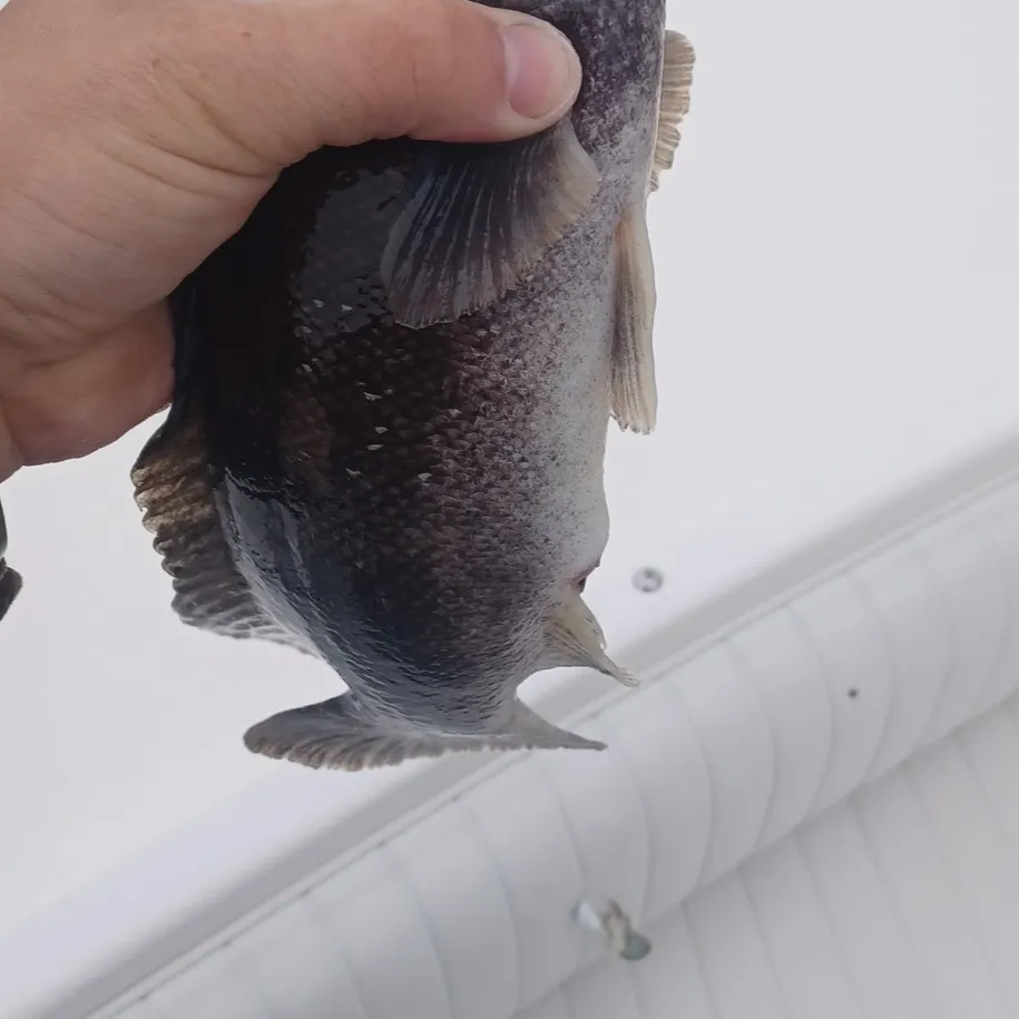 The most recent Tautog catches on Fishbrain