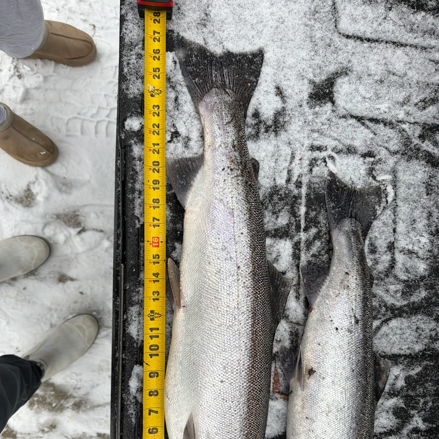 The most recent Steelhead catches on Fishbrain