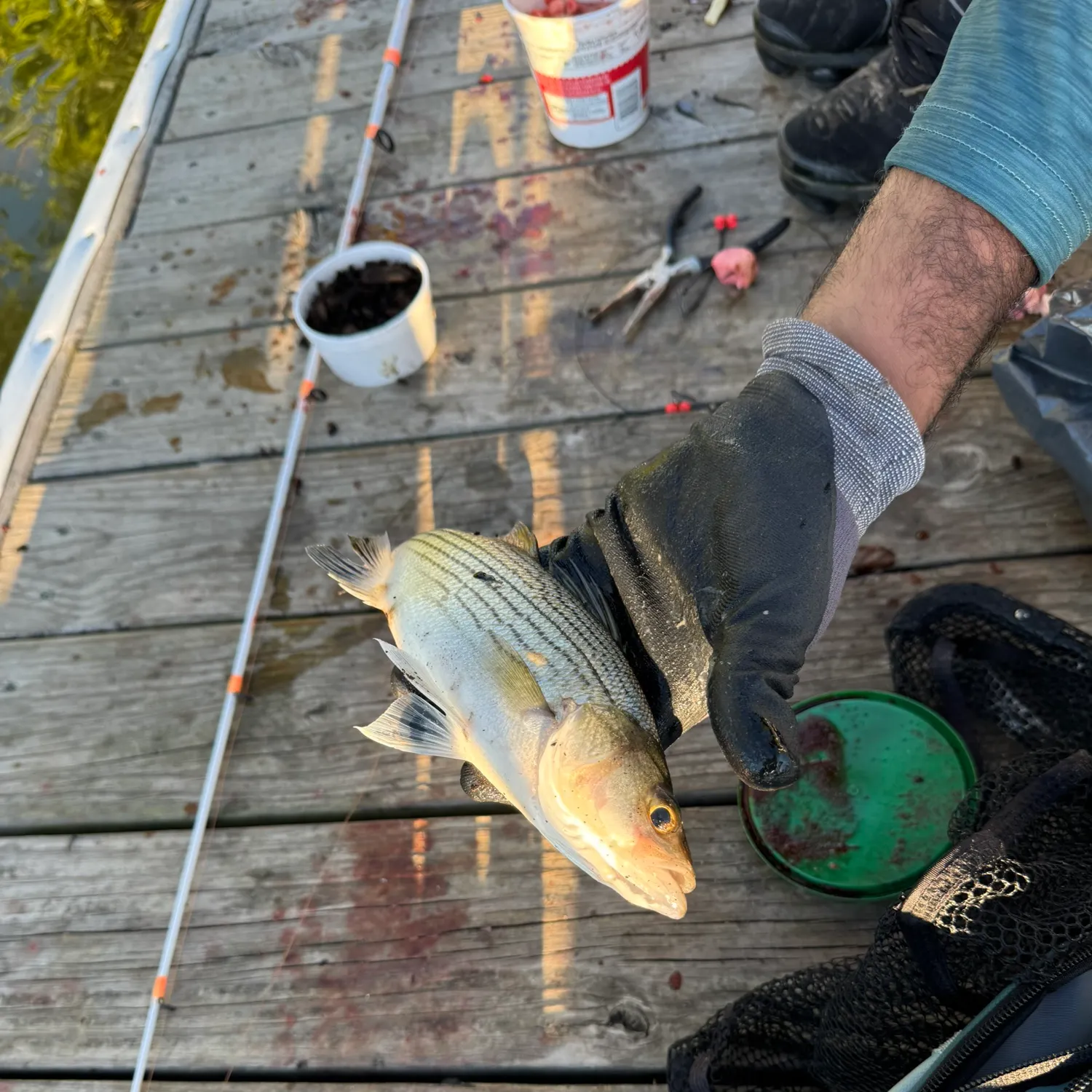 Fish caught on Fishbrain
