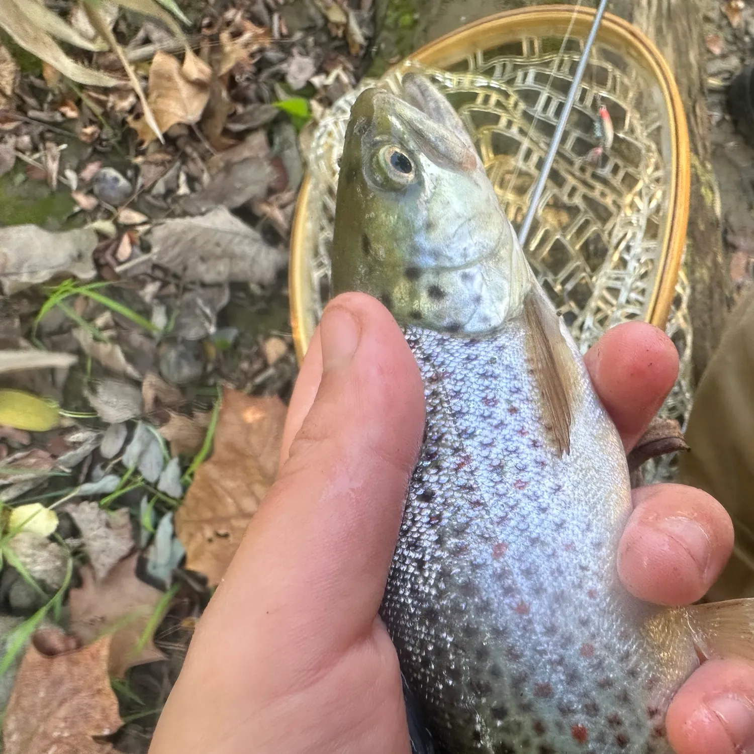 Brown trout caught on Fishbrain