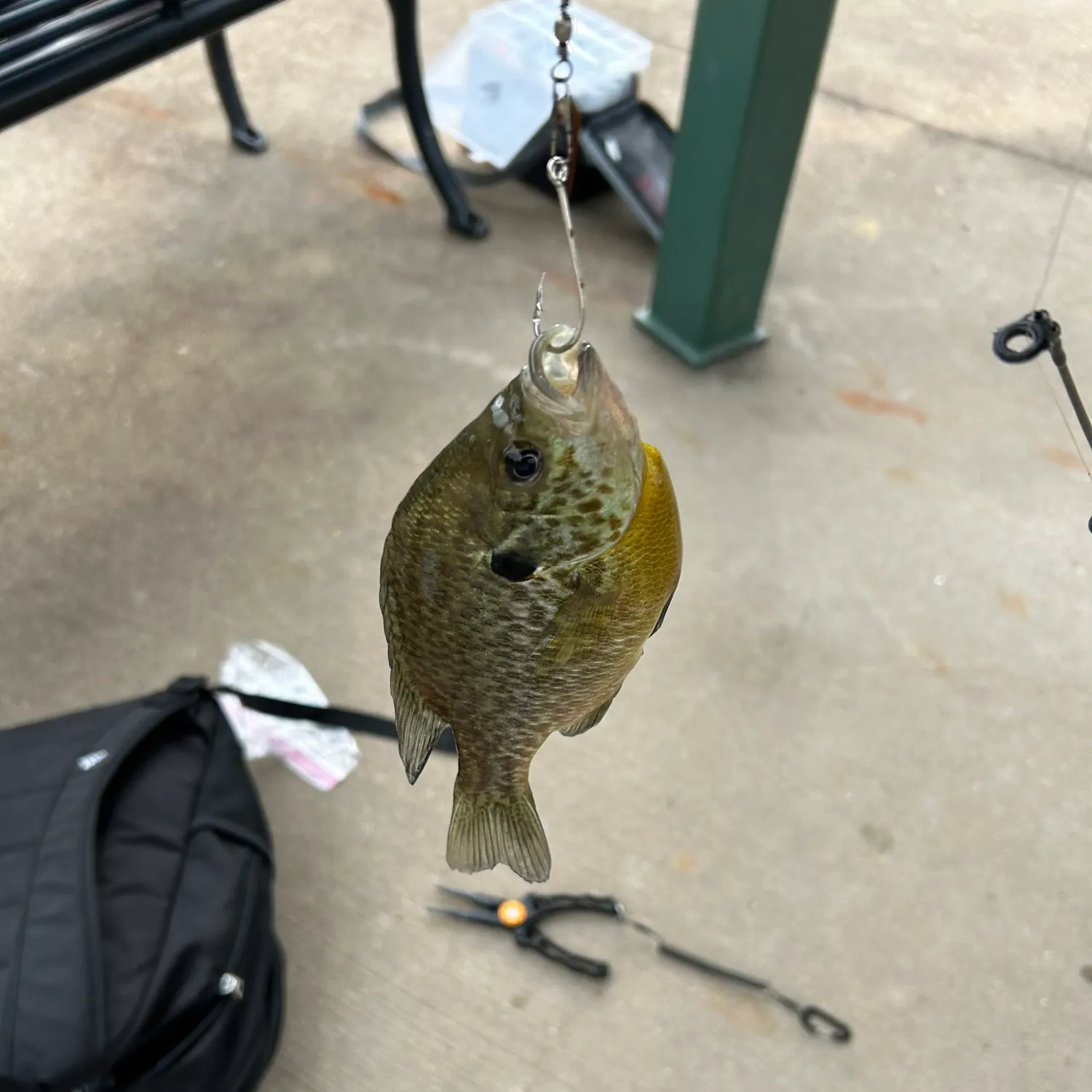 Orangespotted sunfish caught on Fishbrain