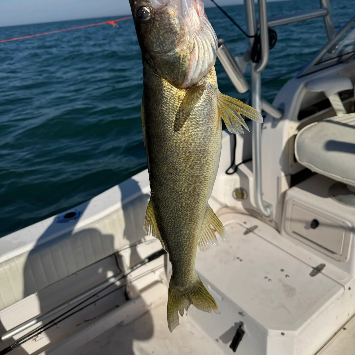 Walleye caught on Fishbrain