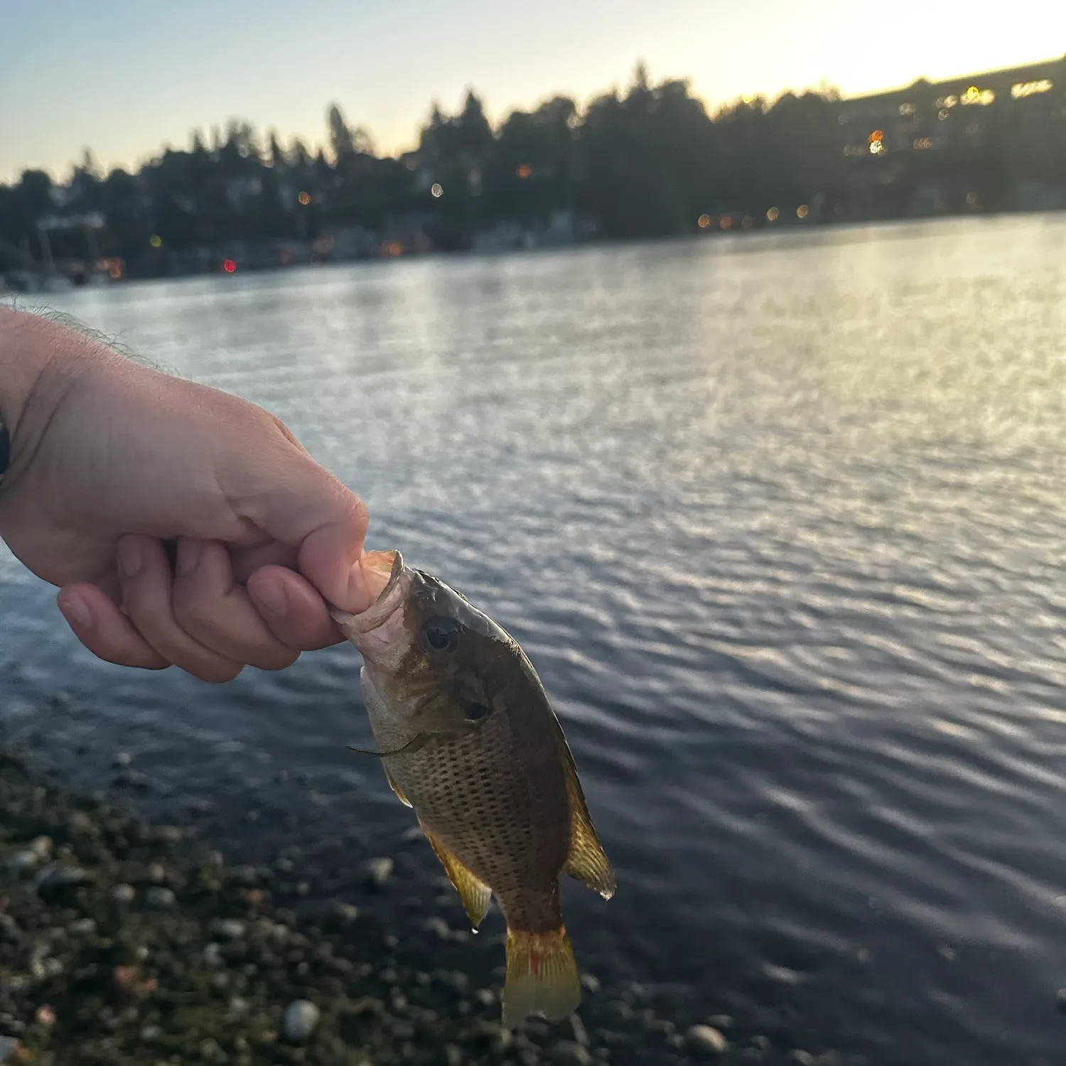 Rock bass caught on Fishbrain