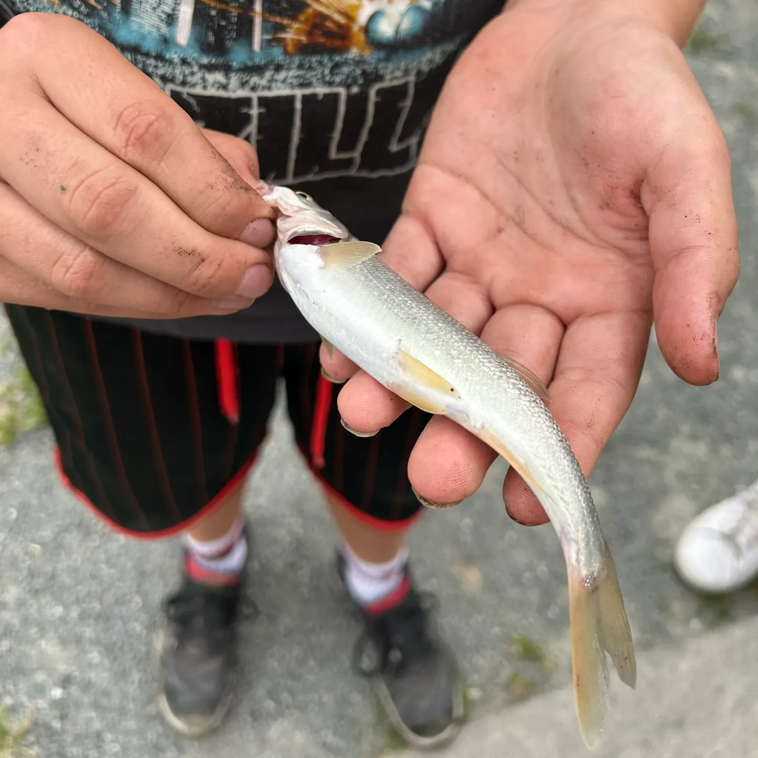 Northern pikeminnow caught on Fishbrain
