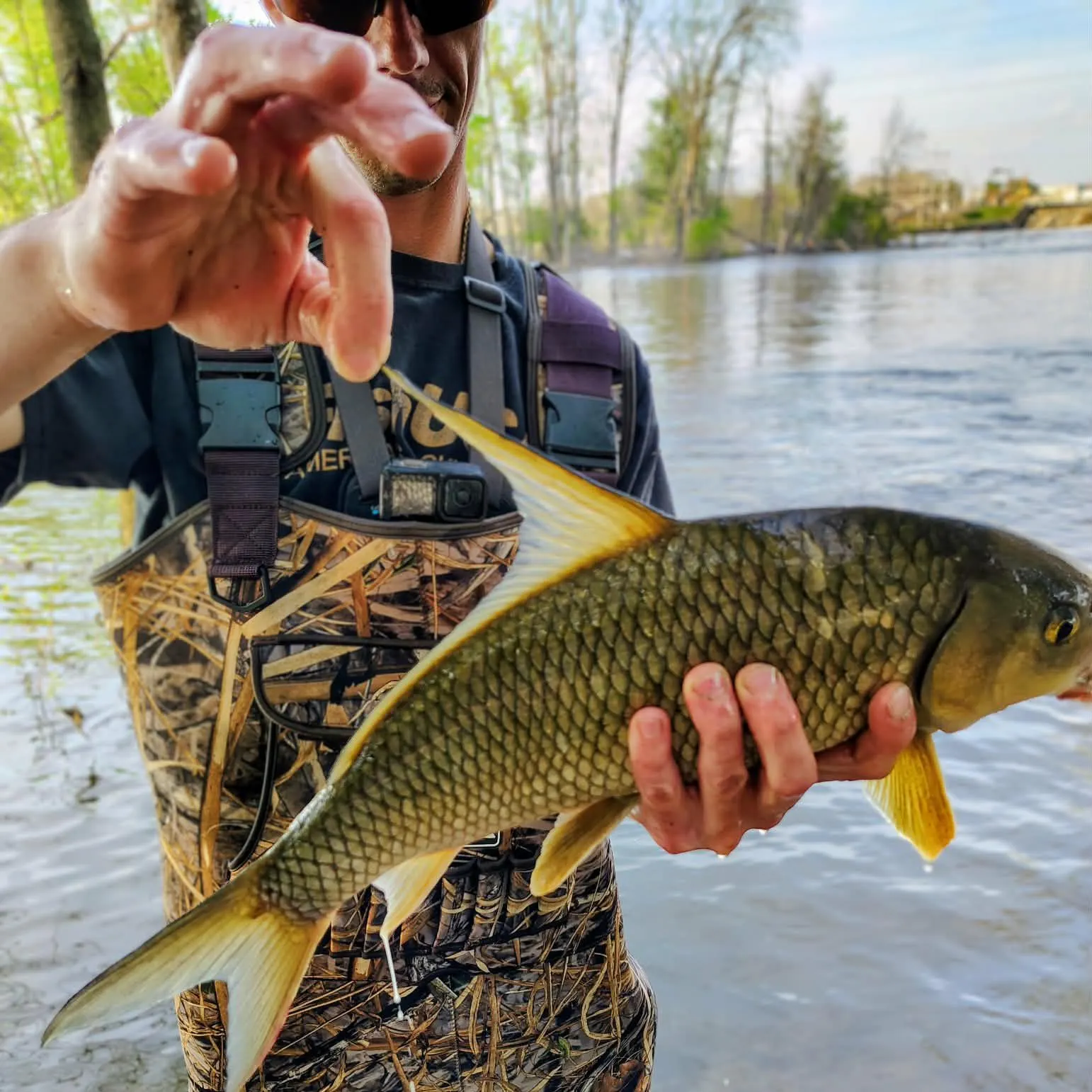 The most recent Quillback catches on Fishbrain