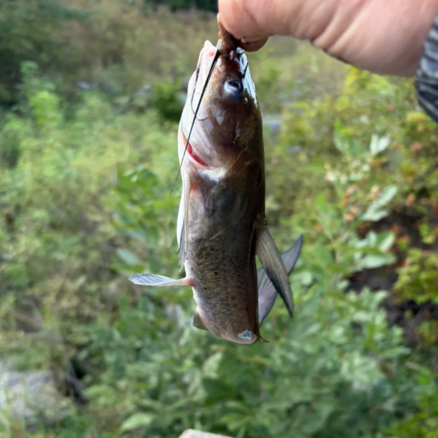 Channel catfish caught on Fishbrain
