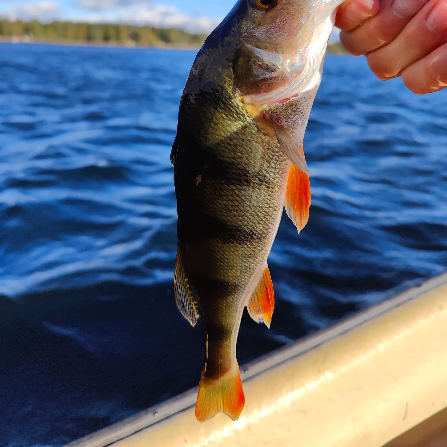 European perch caught on Fishbrain