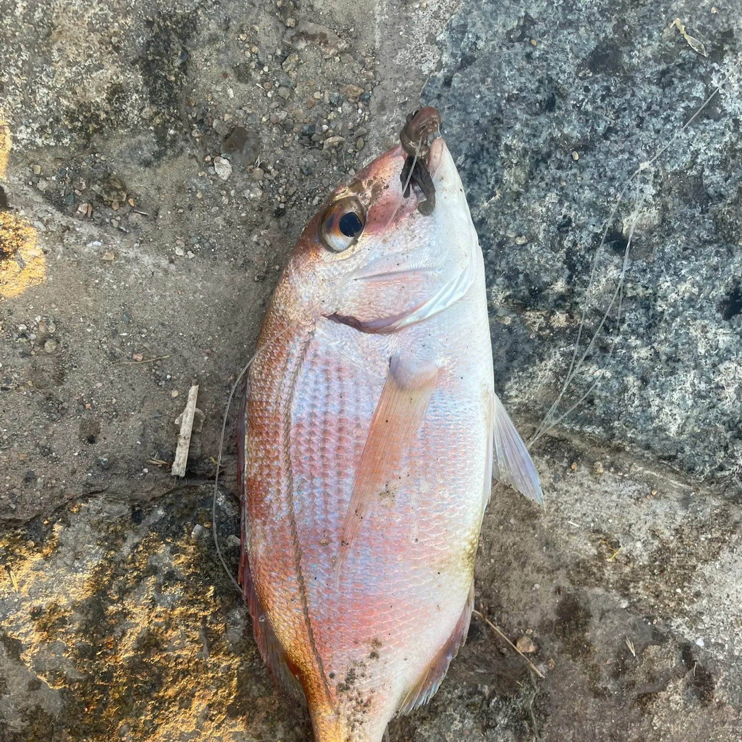 The most recent Redbanded seabream catches on Fishbrain