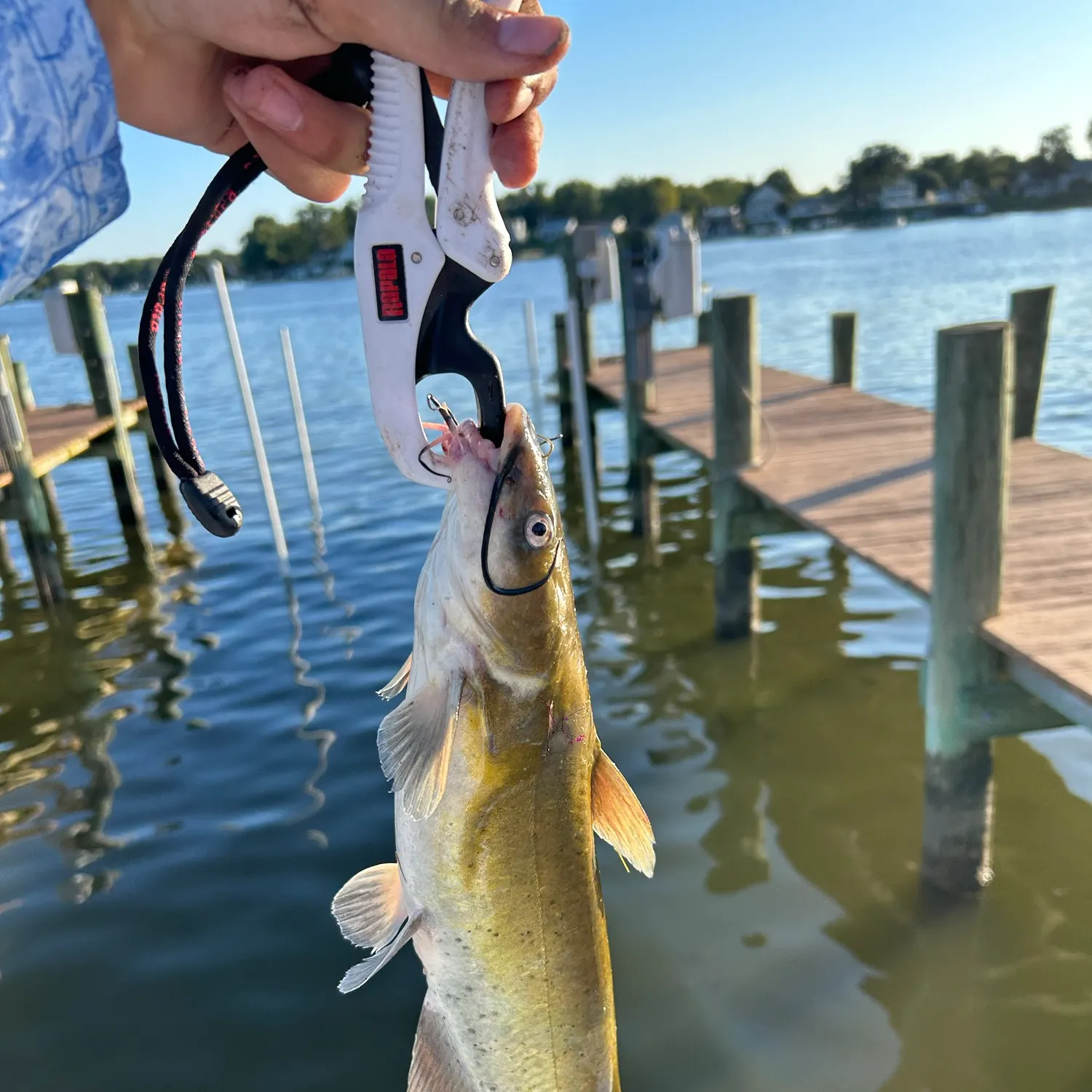 Channel catfish caught on Fishbrain