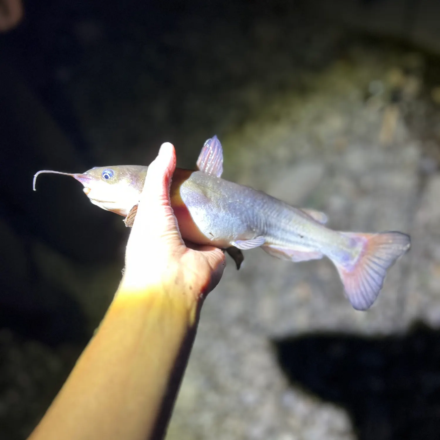 White bullhead caught on Fishbrain