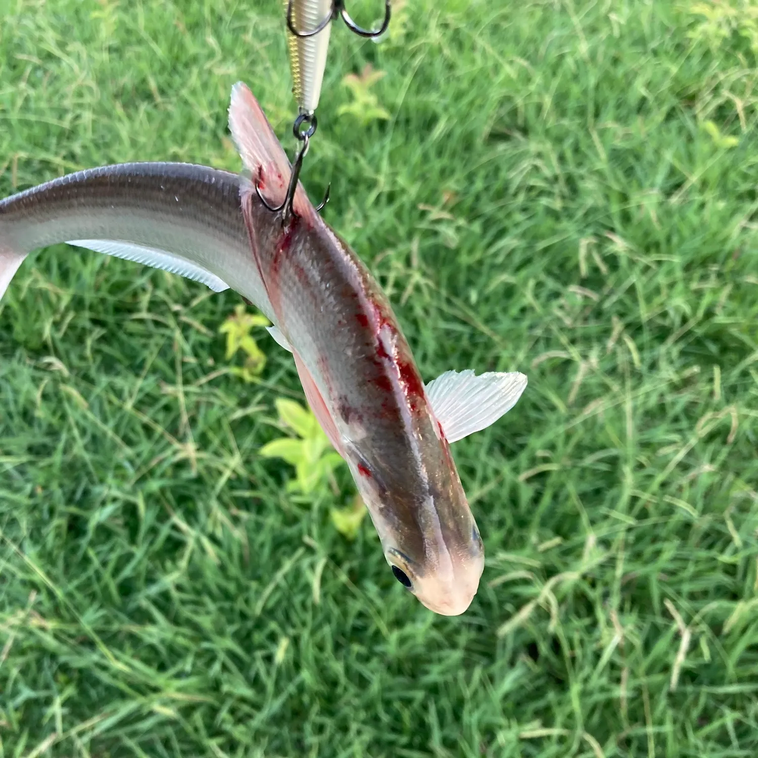 The most recent American shad catches on Fishbrain