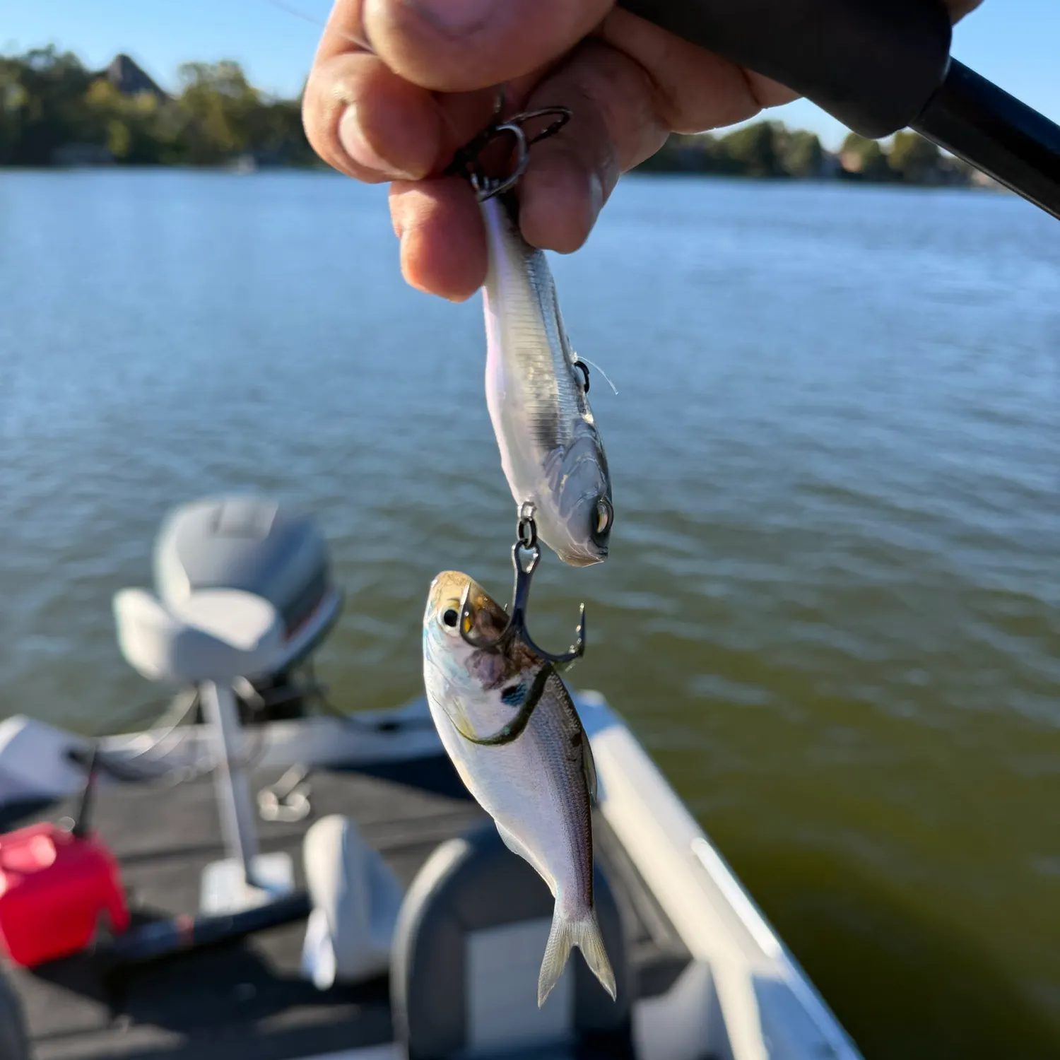 American gizzard shad caught on Fishbrain