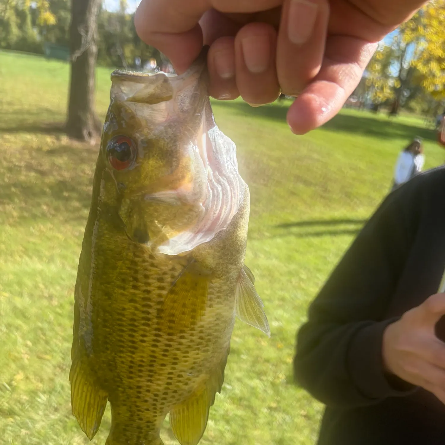 Rock bass caught on Fishbrain