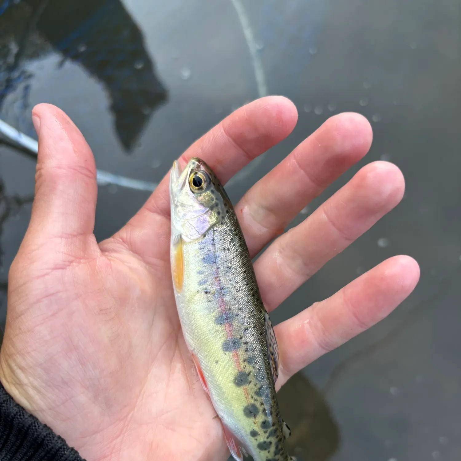 Rainbow trout caught on Fishbrain