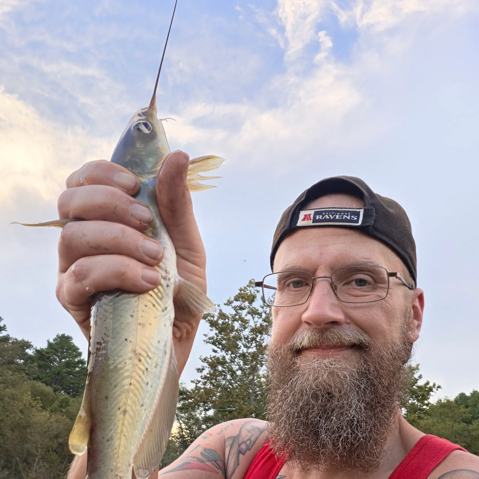 Channel catfish caught on Fishbrain
