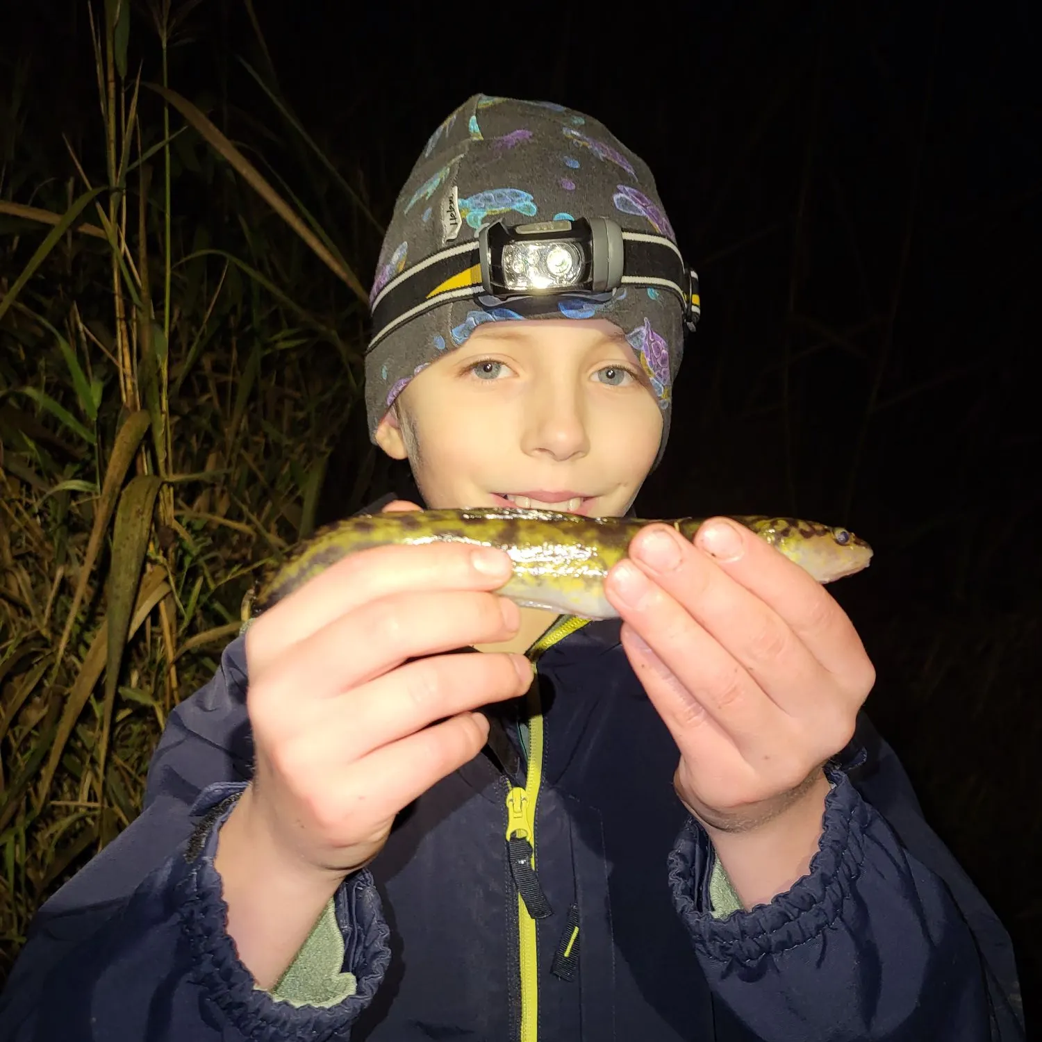 Burbot caught on Fishbrain