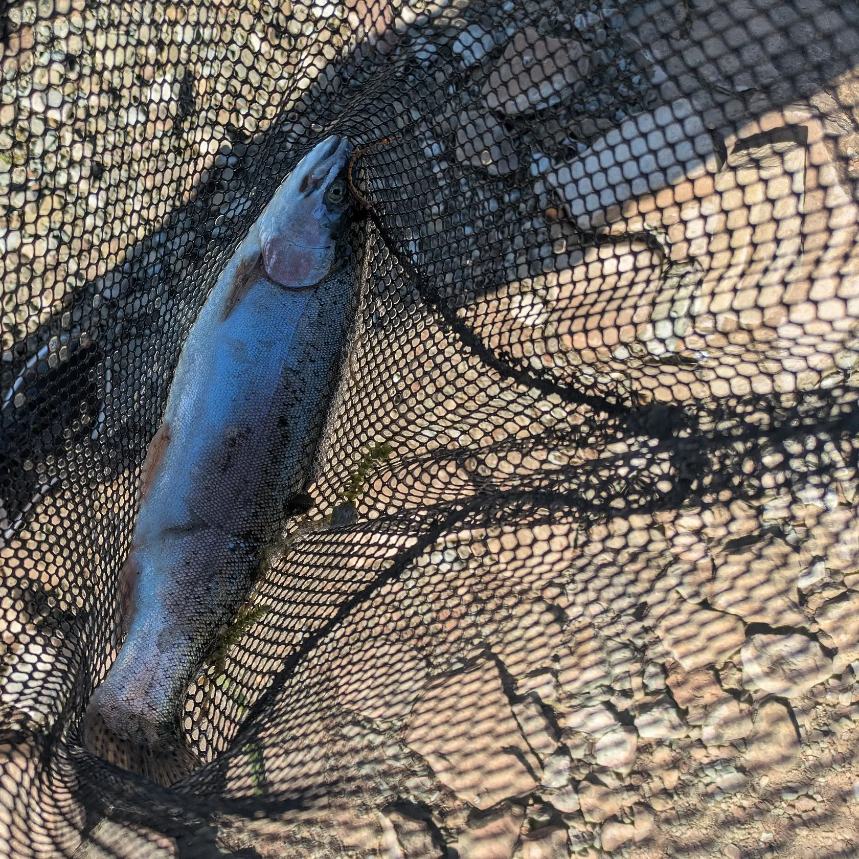 Rainbow trout caught on Fishbrain