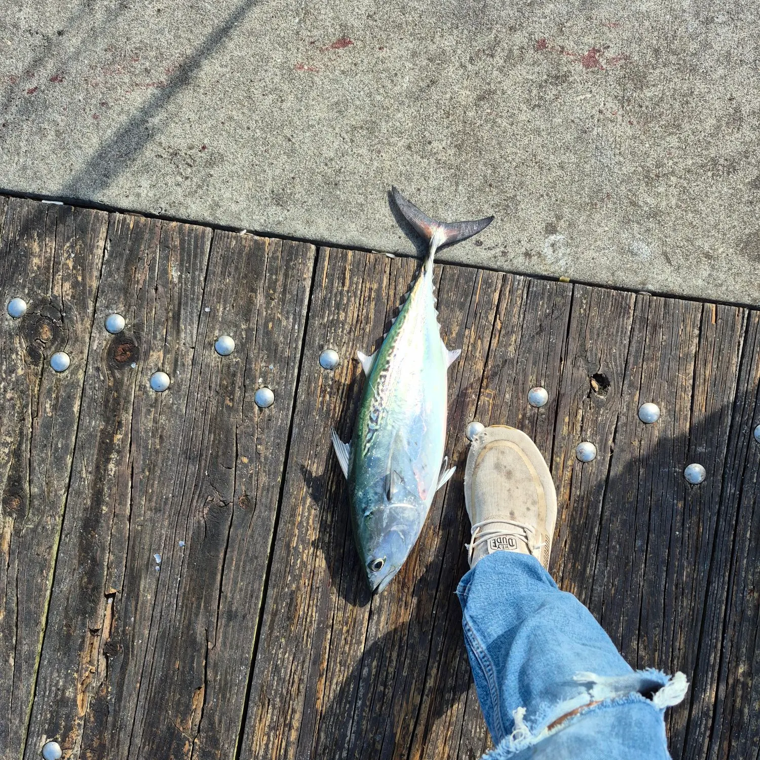 Little tunny caught on Fishbrain
