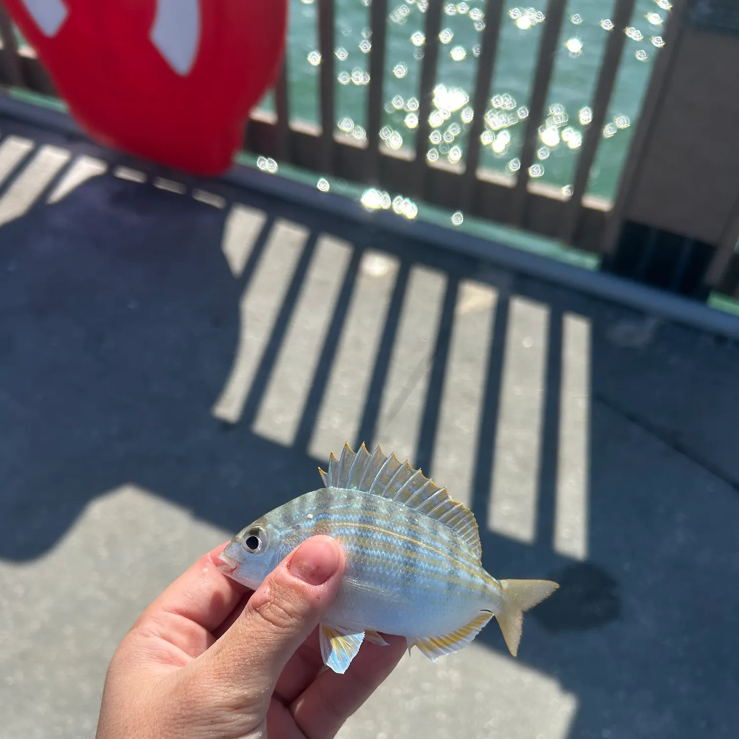 The most recent Pinfish catches on Fishbrain