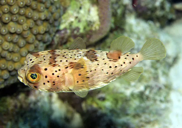 Longspined porcupinefish