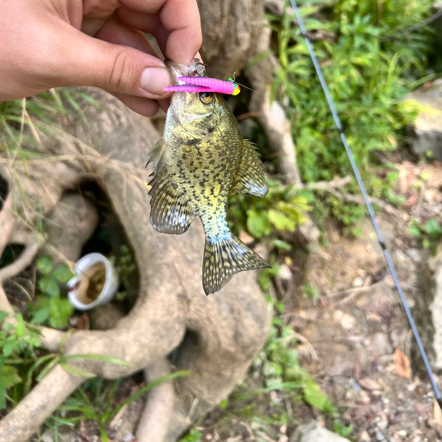 Black crappie caught on Fishbrain