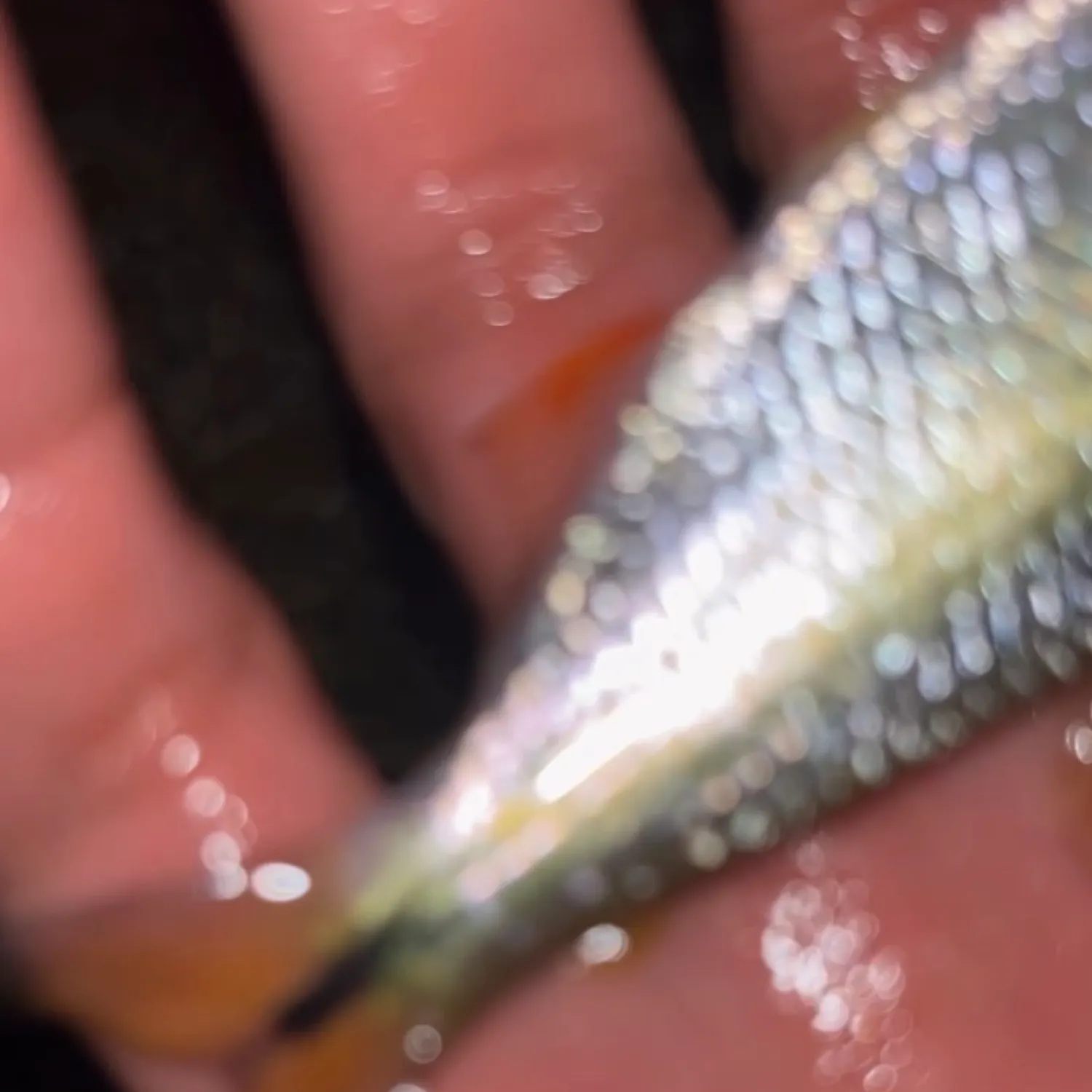 The most recent Mexican tetra catches on Fishbrain