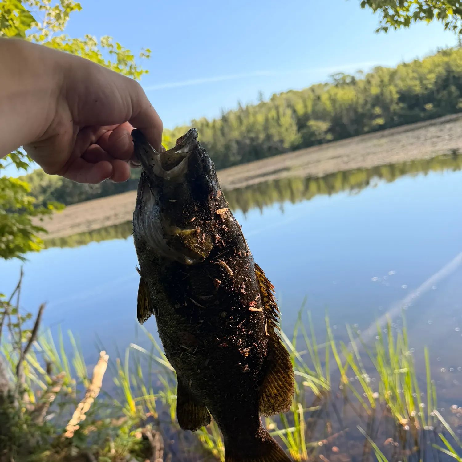 Smallmouth bass caught on Fishbrain