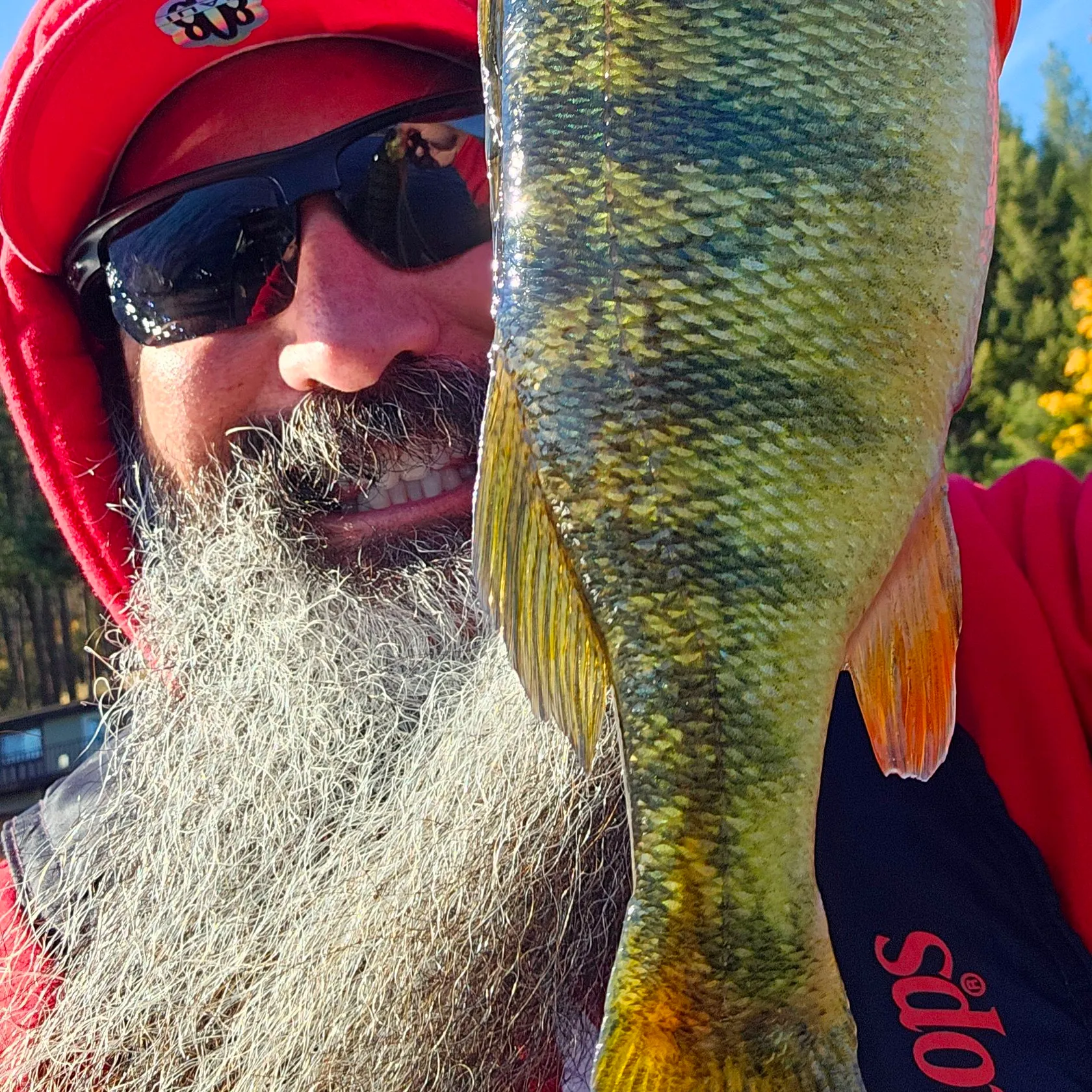 Yellow perch caught on Fishbrain