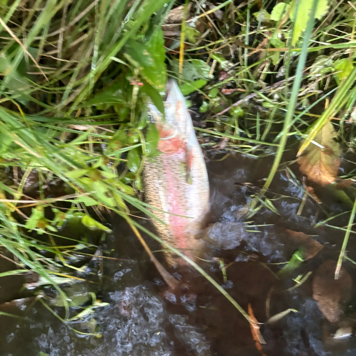 Rainbow trout caught on Fishbrain