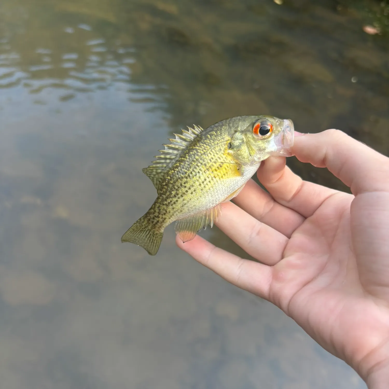Rock bass caught on Fishbrain