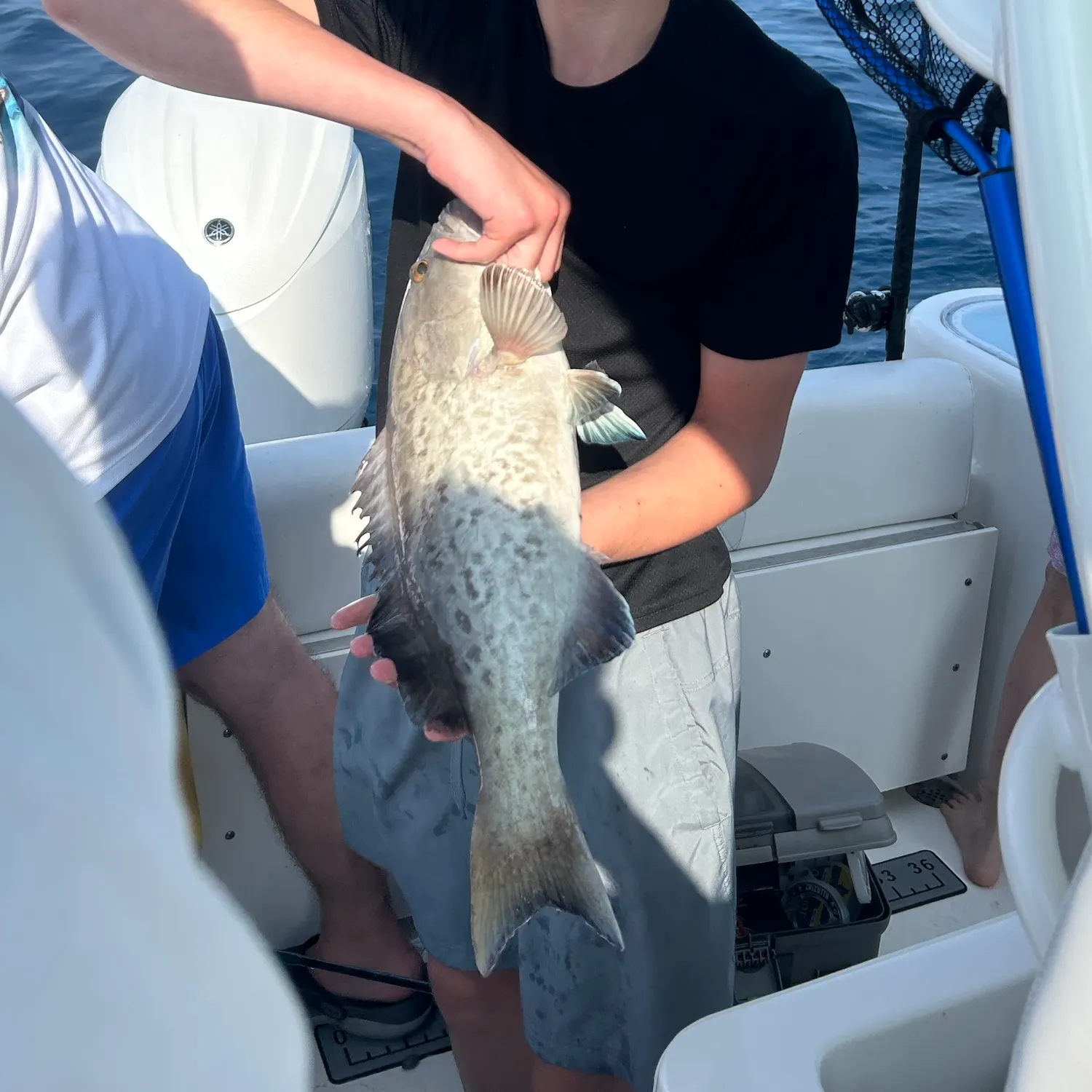 The most recent Gag grouper catches on Fishbrain