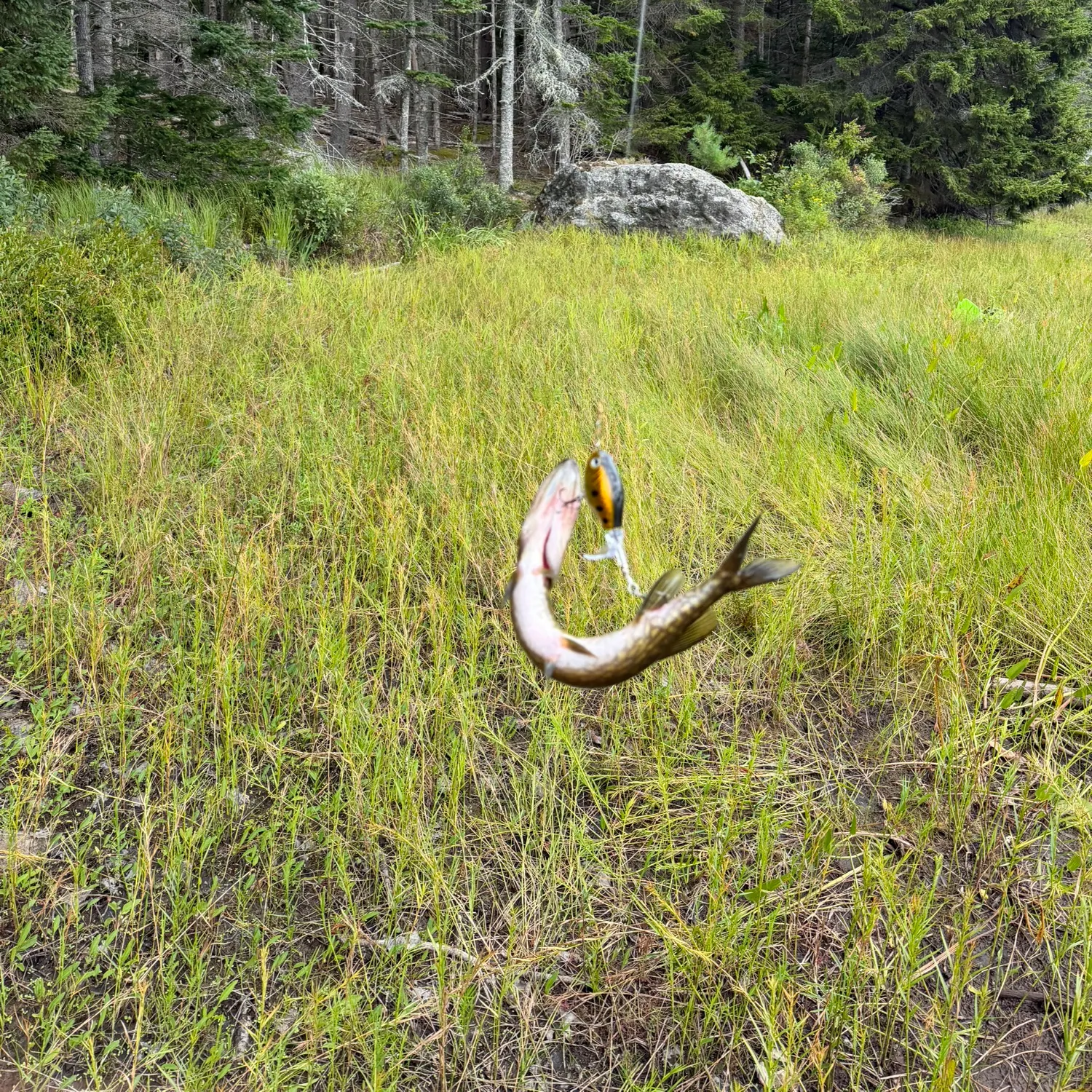 Chain pickerel caught on Fishbrain