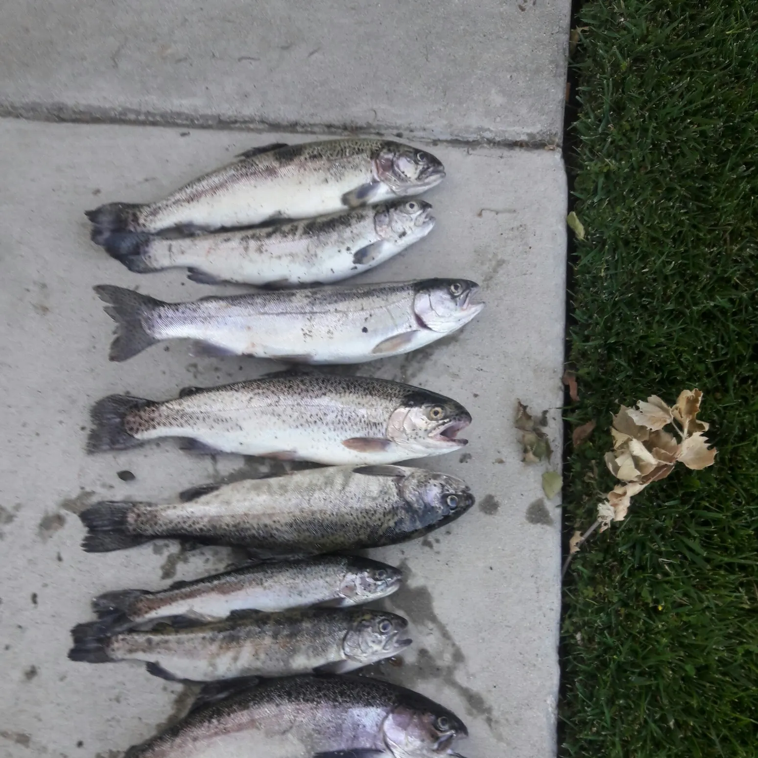 recently logged catches