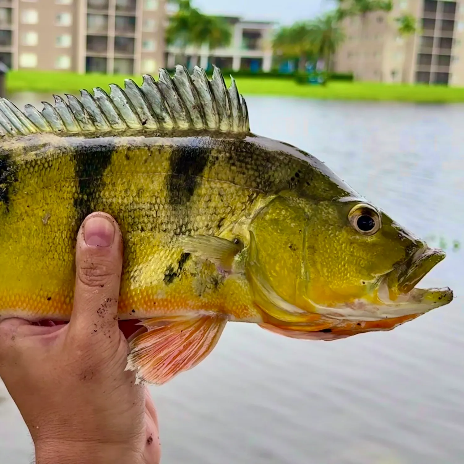 Butterfly peacock bass caught on Fishbrain