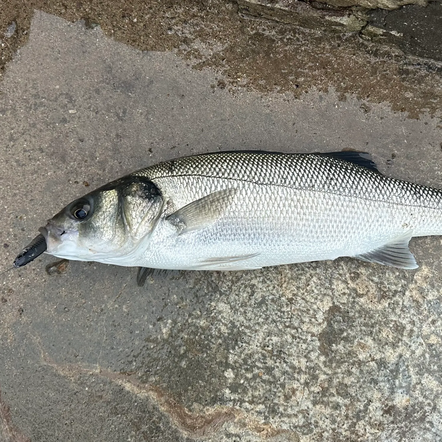 European seabass caught on Fishbrain