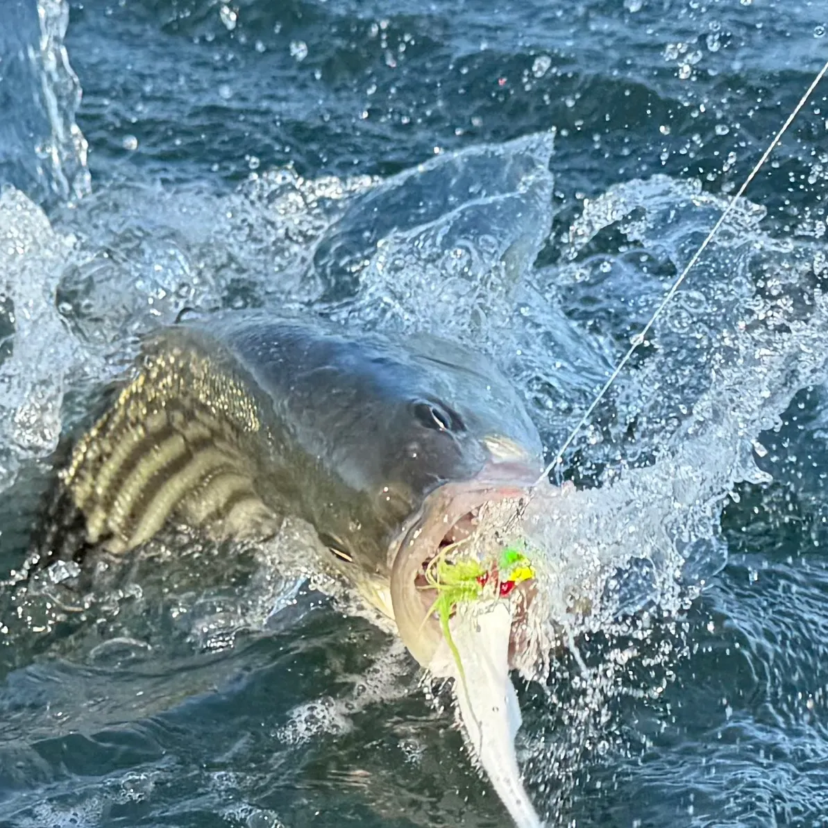 The most recent Striped bass catches on Fishbrain