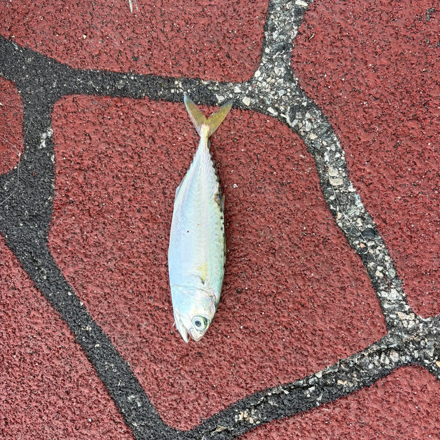 The most recent Yellowtail scad catches on Fishbrain