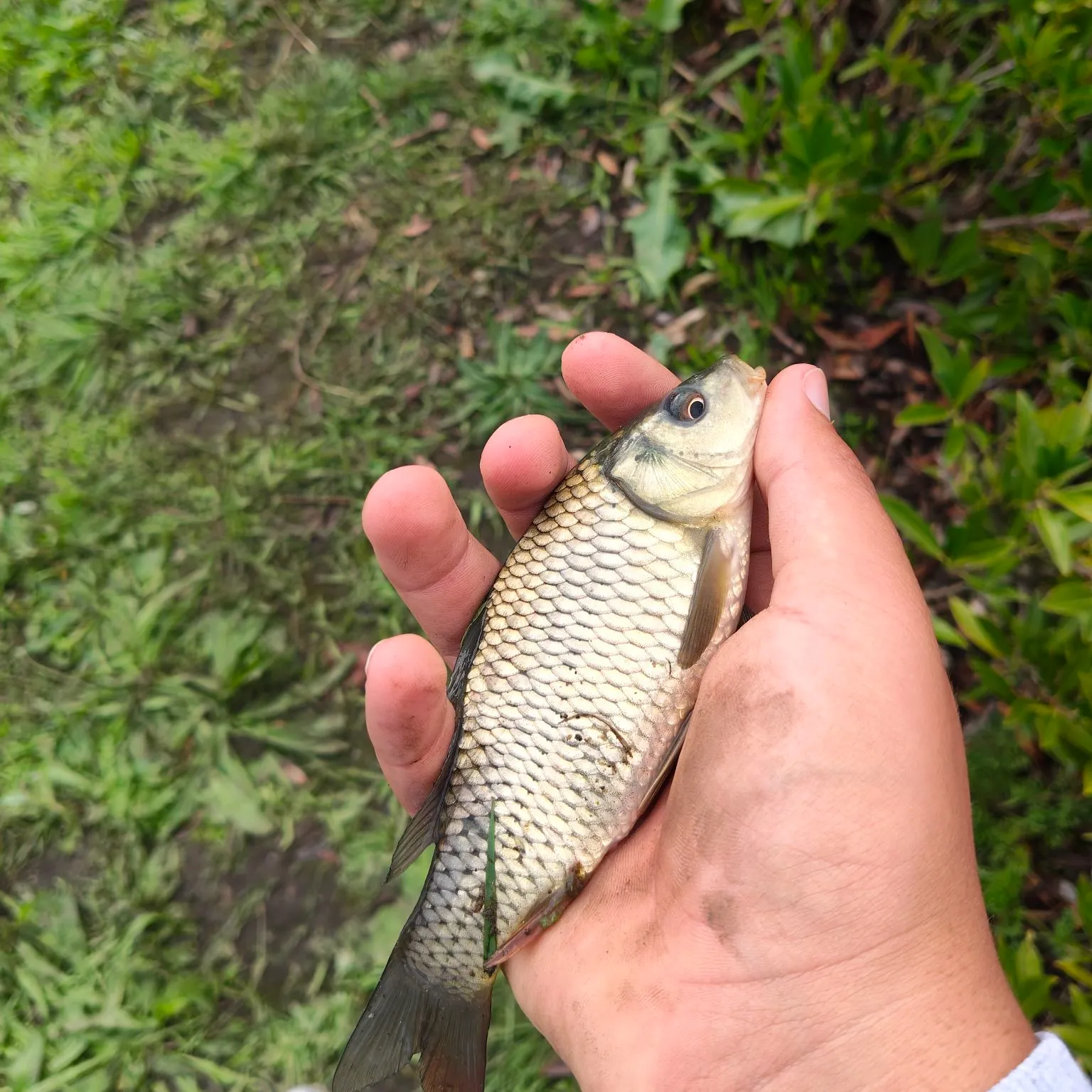 Common carp caught on Fishbrain