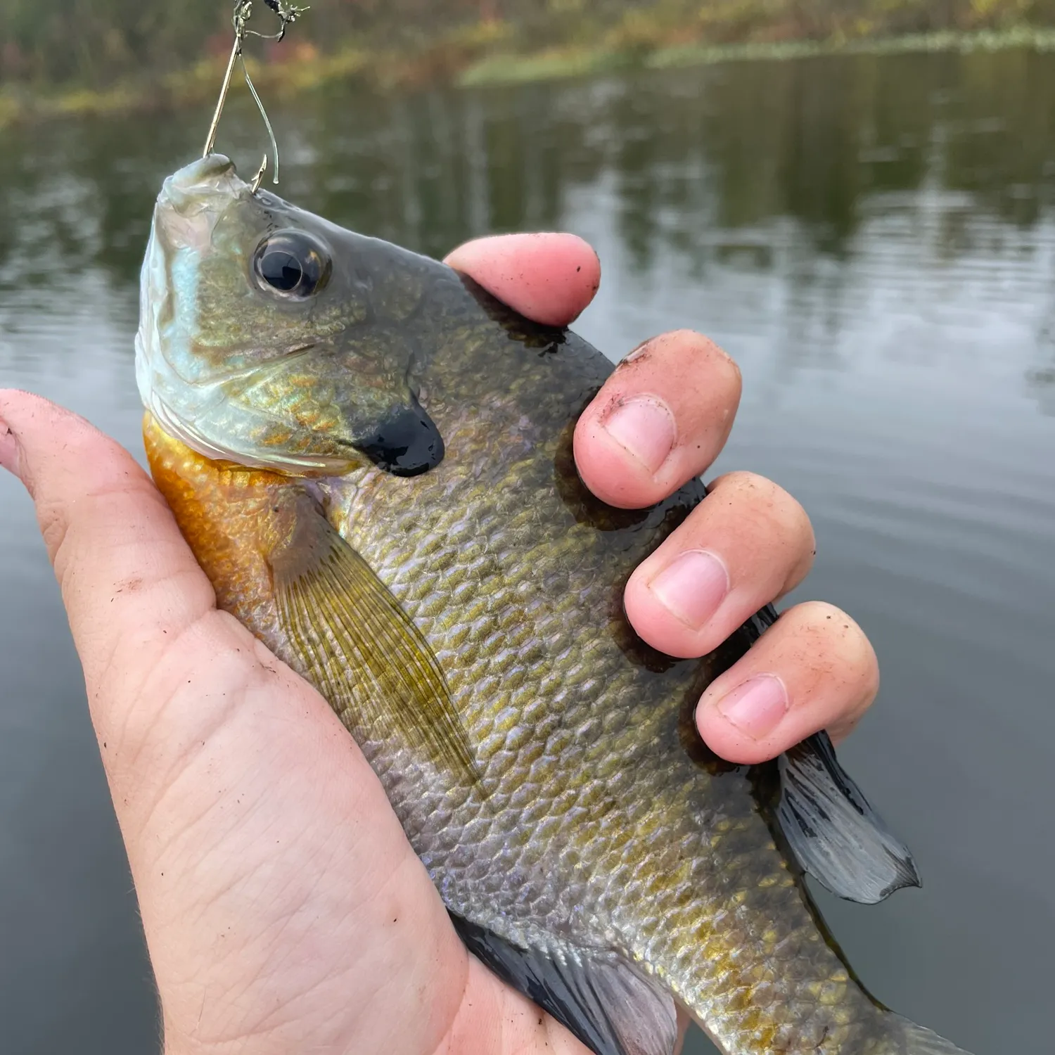 Bluegill caught on Fishbrain