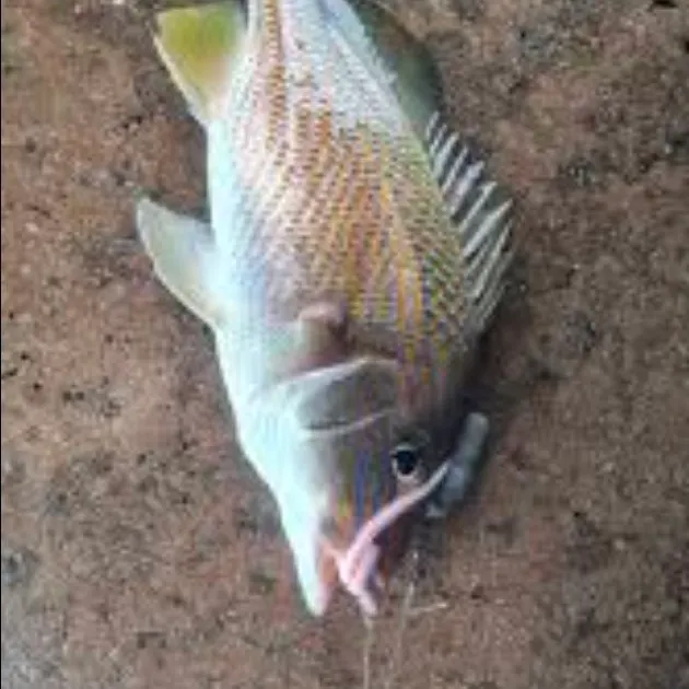 The most recent White grunt catches on Fishbrain