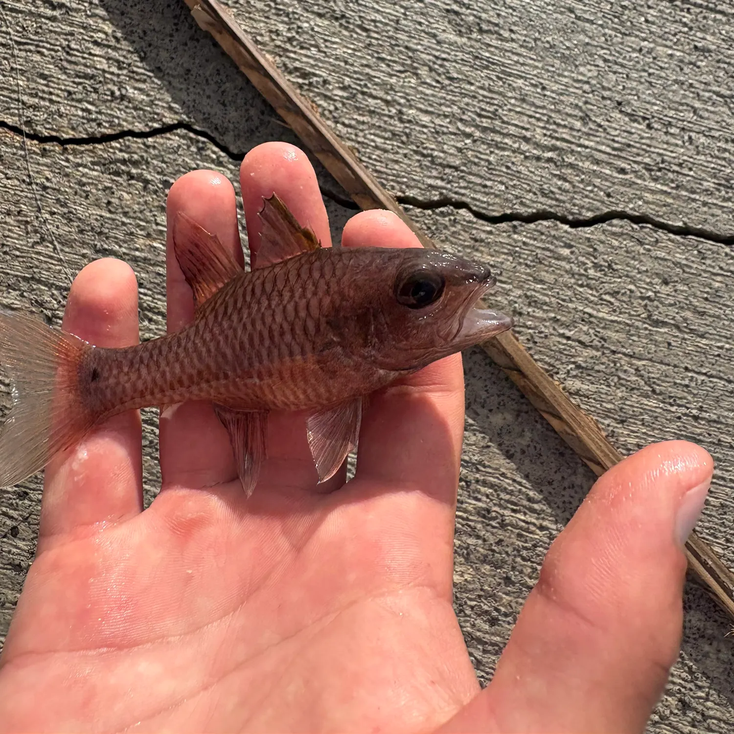 The most recent Pacific ocean perch catches on Fishbrain