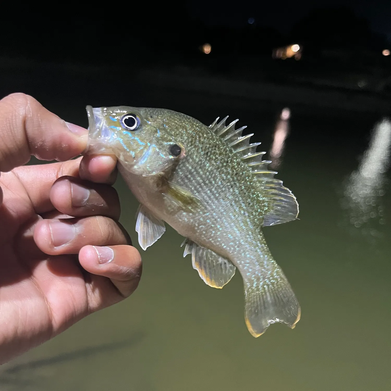 Green sunfish caught on Fishbrain