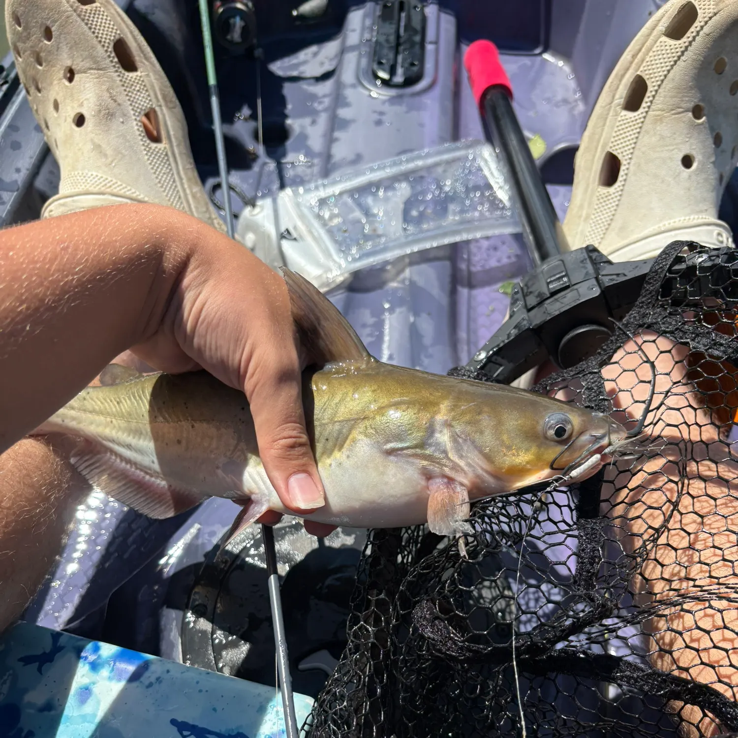 Channel catfish caught on Fishbrain